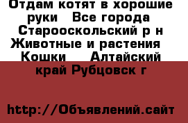 Отдам котят в хорошие руки - Все города, Старооскольский р-н Животные и растения » Кошки   . Алтайский край,Рубцовск г.